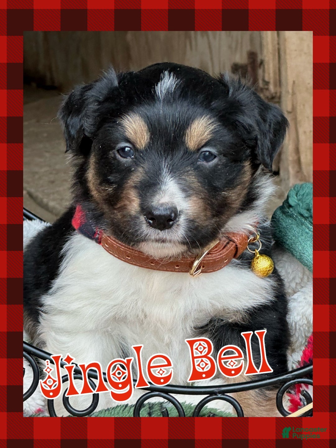 Miniature Australian Shepherd dogs for sale: Jingle Bell - Ad 3