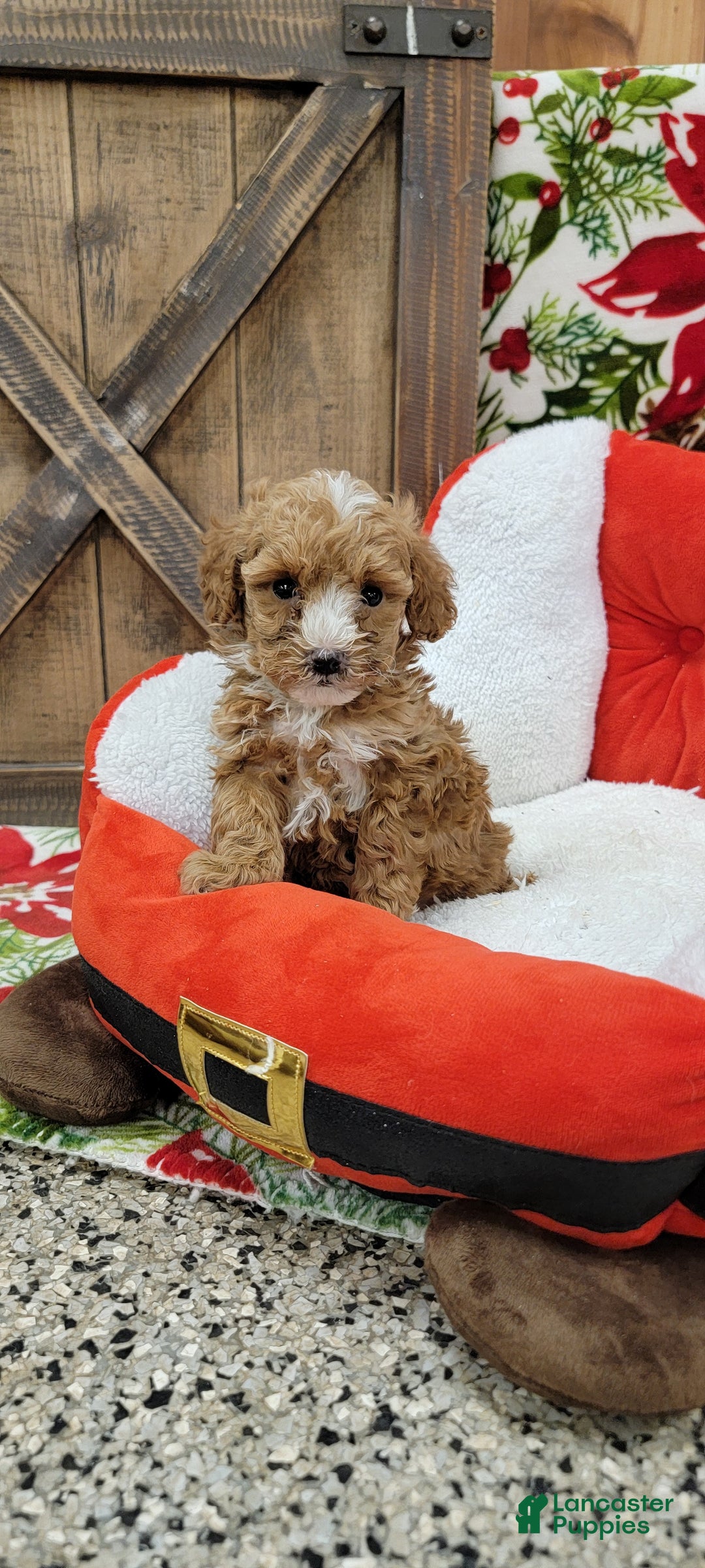 Toy Poodle dogs for sale: Moses - Ad 6