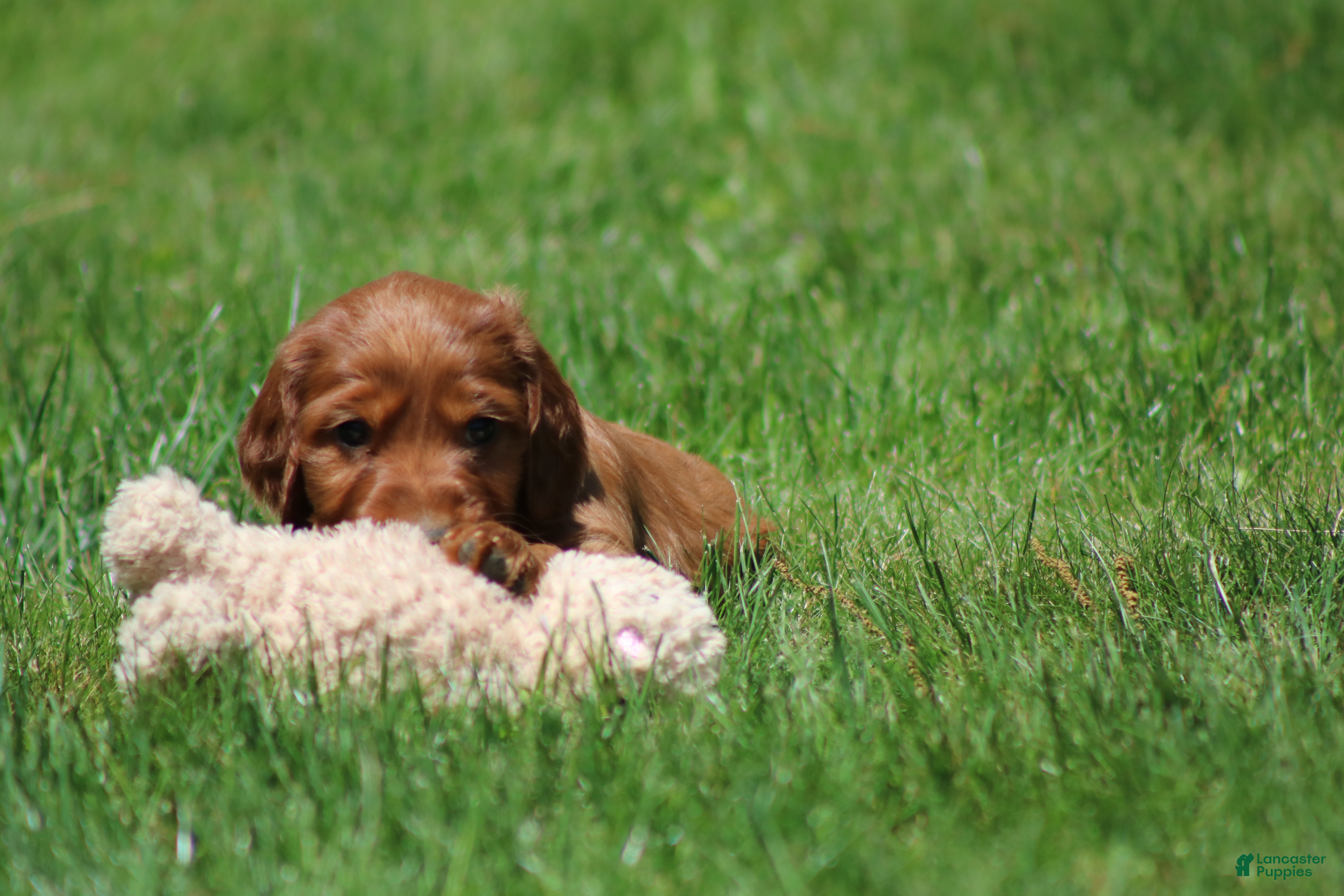 Irish Setter dogs for sale: Milo - Ad 3