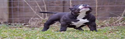 American Bully dogs for sale: Pepe - Ad 12