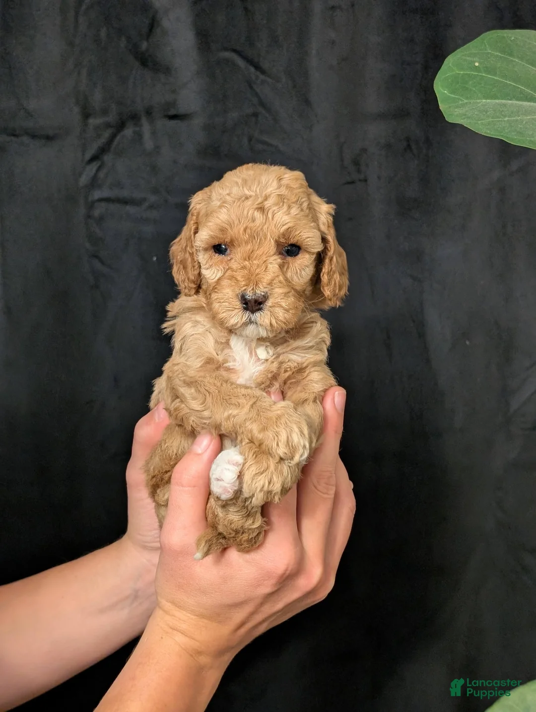 Cavapoo dogs for sale: Elsa - Ad 3