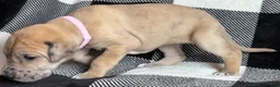 Great Dane dogs for sale: Pink - Ad 2