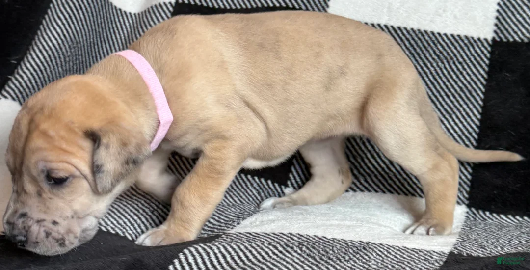 Great Dane dogs for sale: Pink - Ad 2