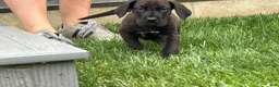 Great Dane dogs for sale: Muddy  - Ad 3