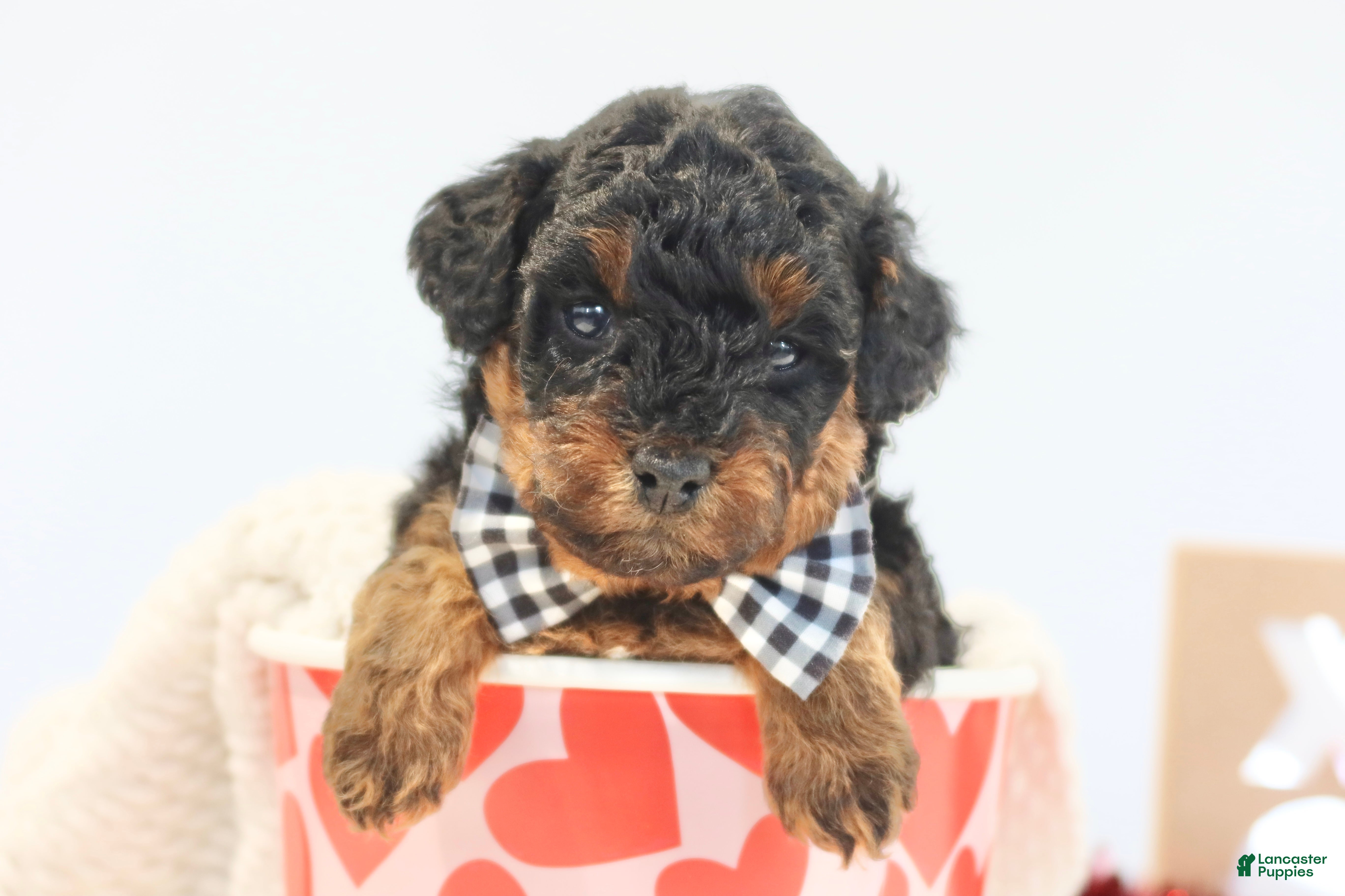 Toy Poodle dogs Teddy - Ad 4