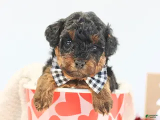 Toy Poodle dogs Teddy - Ad 4