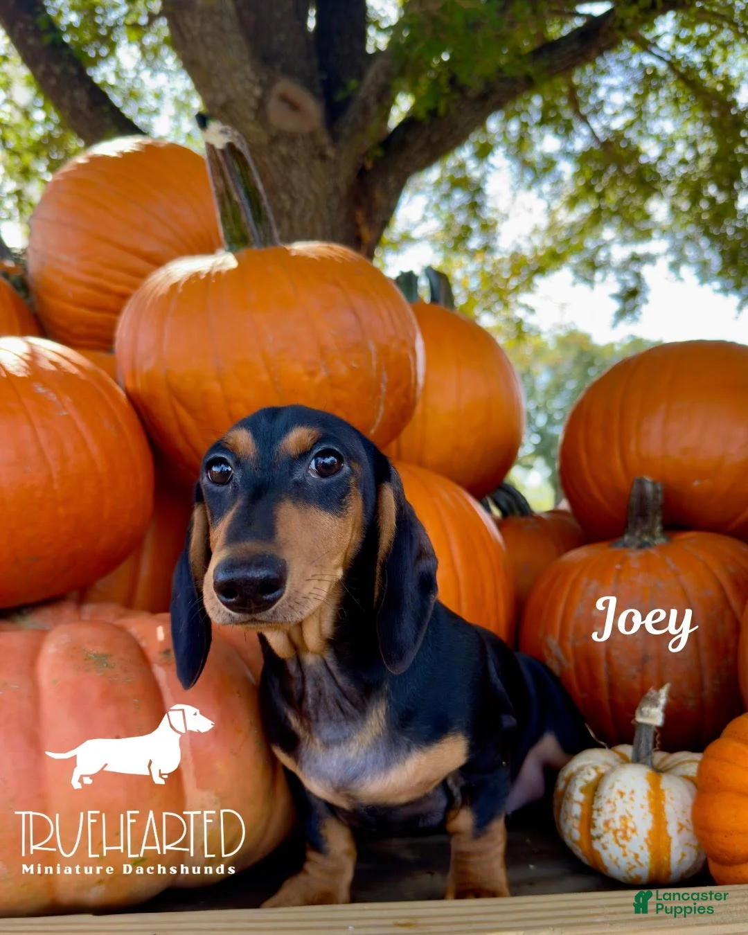 Miniature Dachshund dogs for sale: Joey - Ad 2