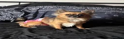 Chihuahua dogs for sale: Cosmo - Ad 5