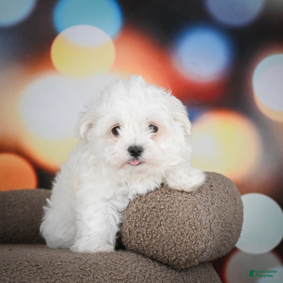 Maltese dogs for sale: Boaz - Ad 3