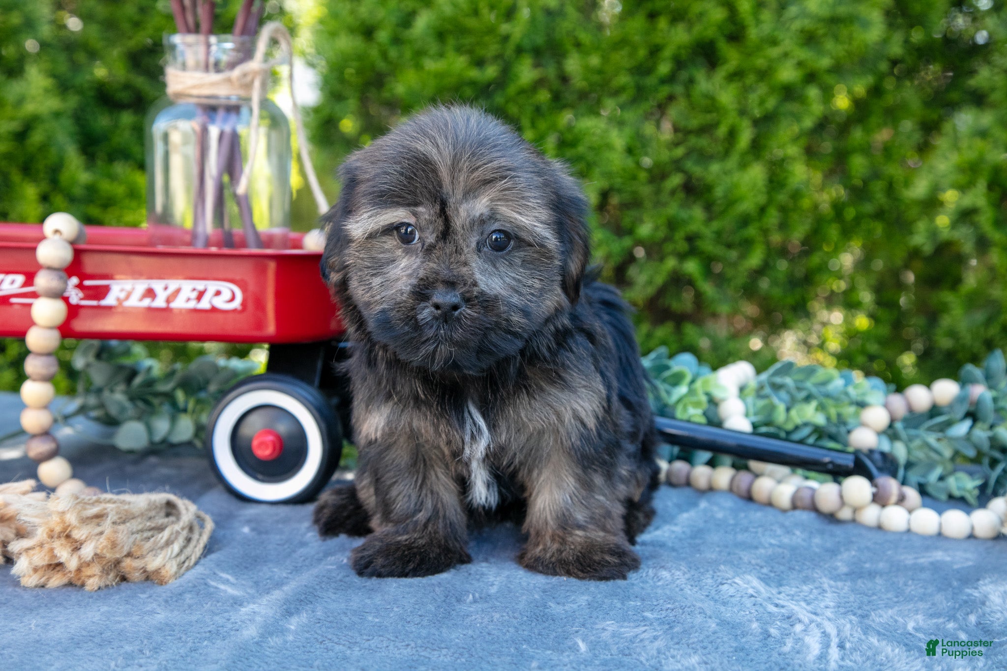 Shorkie dogs for sale: Belinda - Ad 2