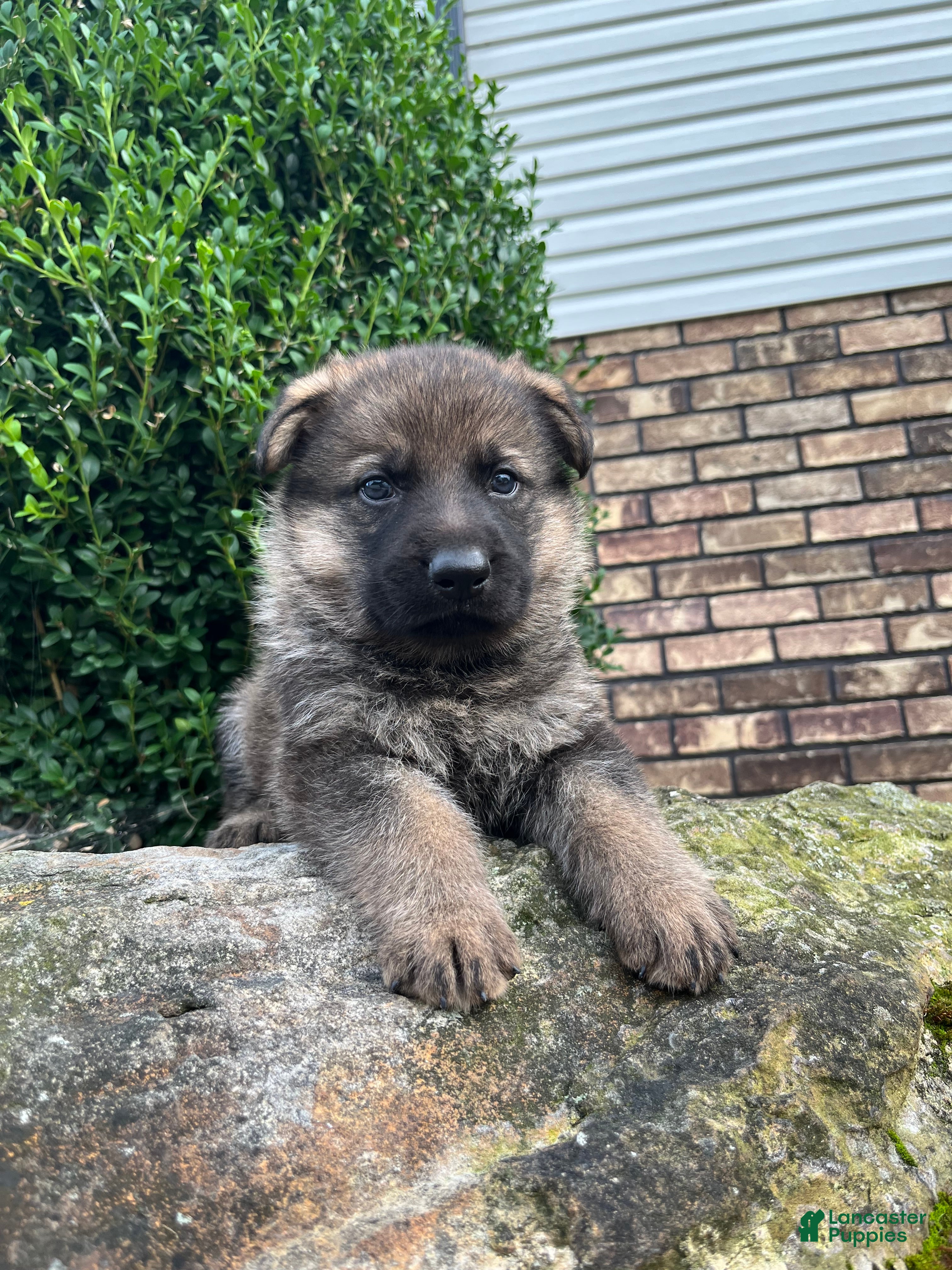 German Shepherd dogs Prince - Ad 2