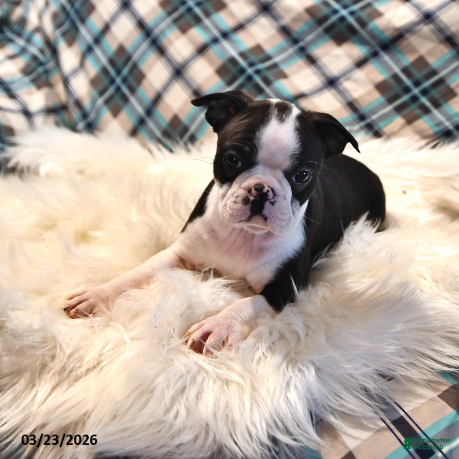 Boston Terrier dogs Boston - Ad 1