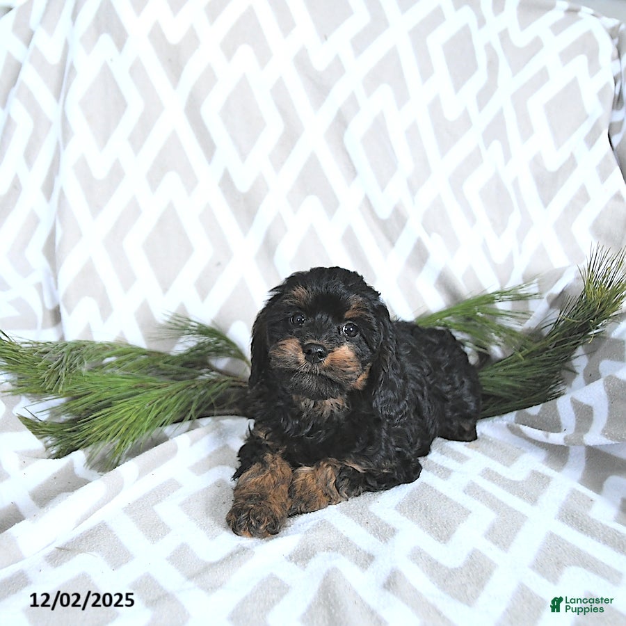 Cavapoo dogs Holly - Ad 2