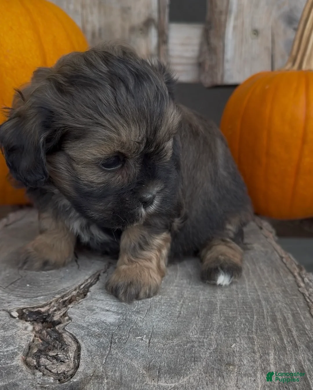 Shihpoo dogs for sale: Stella - Ad 2