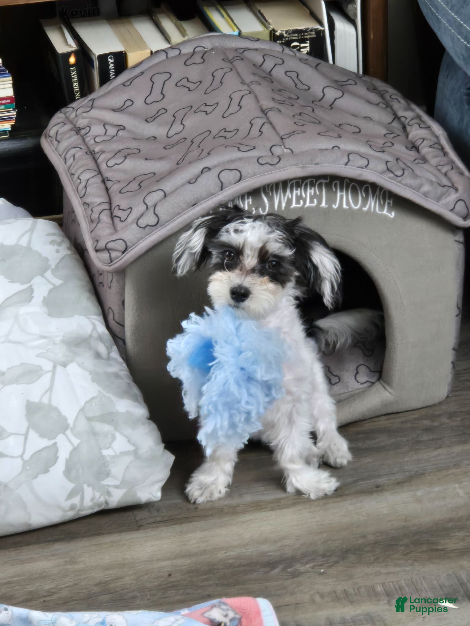 Morkie dogs for sale: Buddy - Ad 1