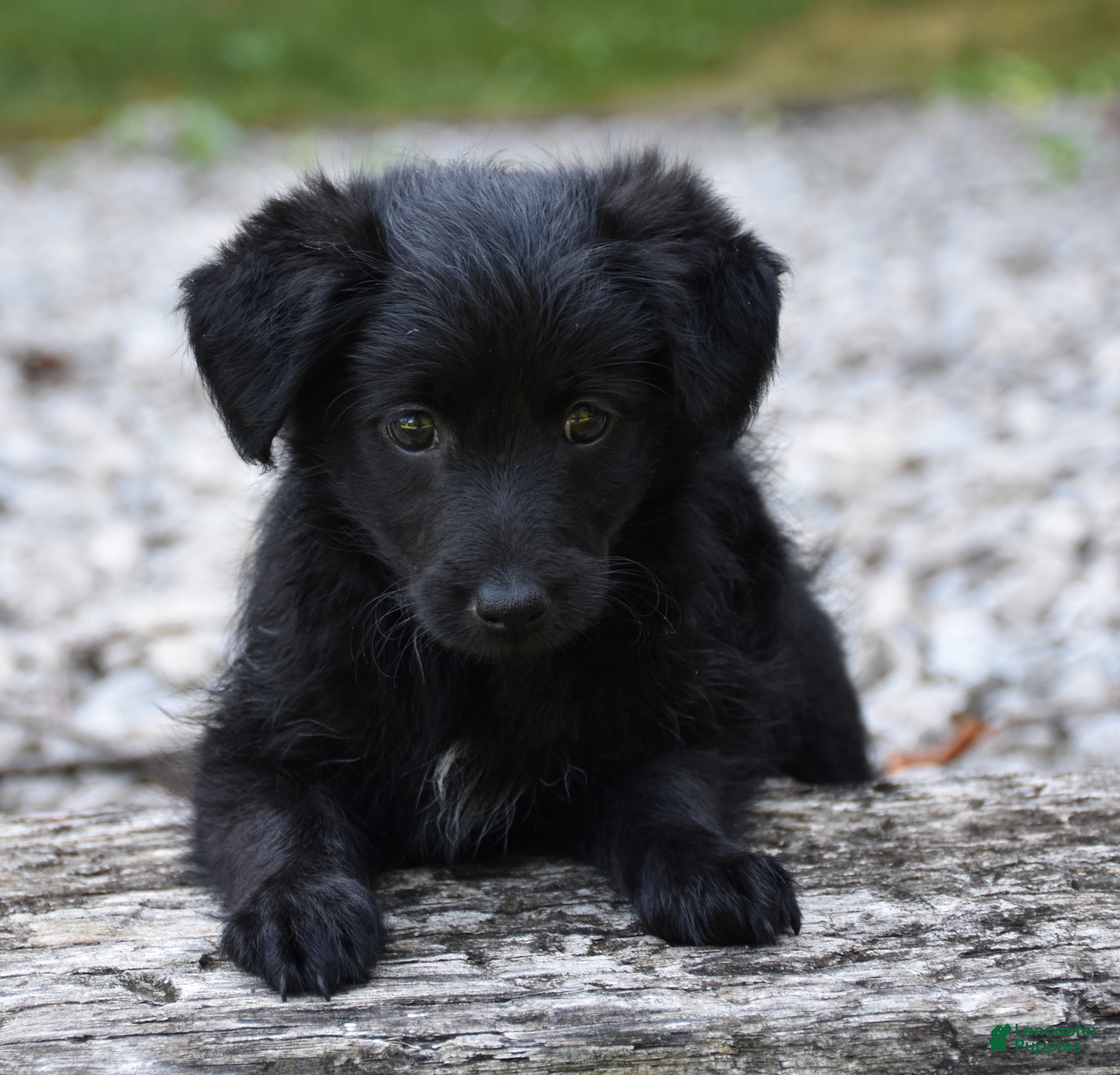 Bordoodle dogs Remy - Ad 1