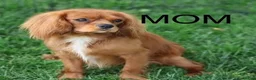 Cavalier King Charles Spaniel dogs for sale: Harley Davidson  - Ad 7