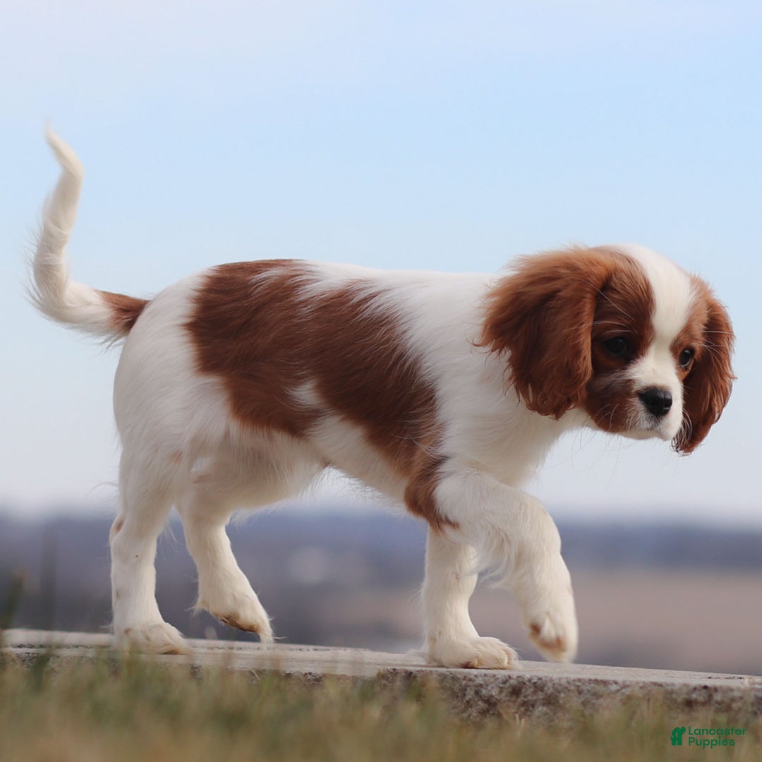Cavalier King Charles Spaniel dogs for sale: Maddie the Cavalier King Charles Spaniel Puppy - Ad 4