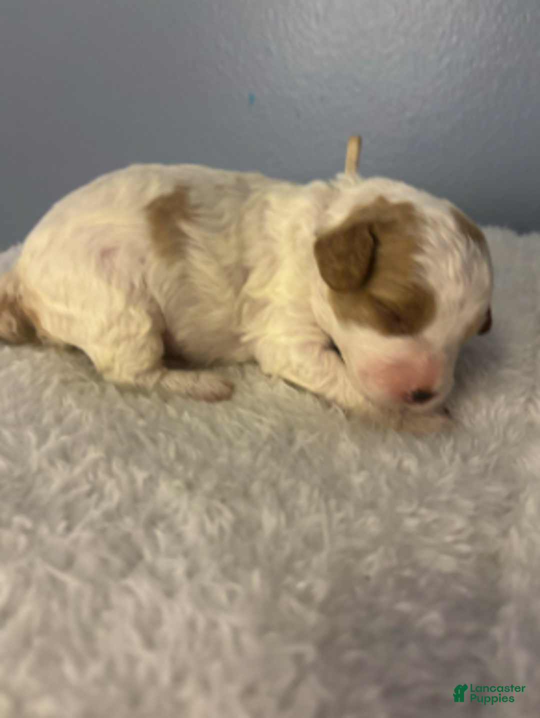 Cavapoo dogs for sale: Frosty - Ad 3