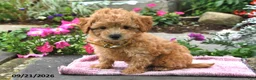 Bichpoo dogs for sale: Tiffany - Ad 2