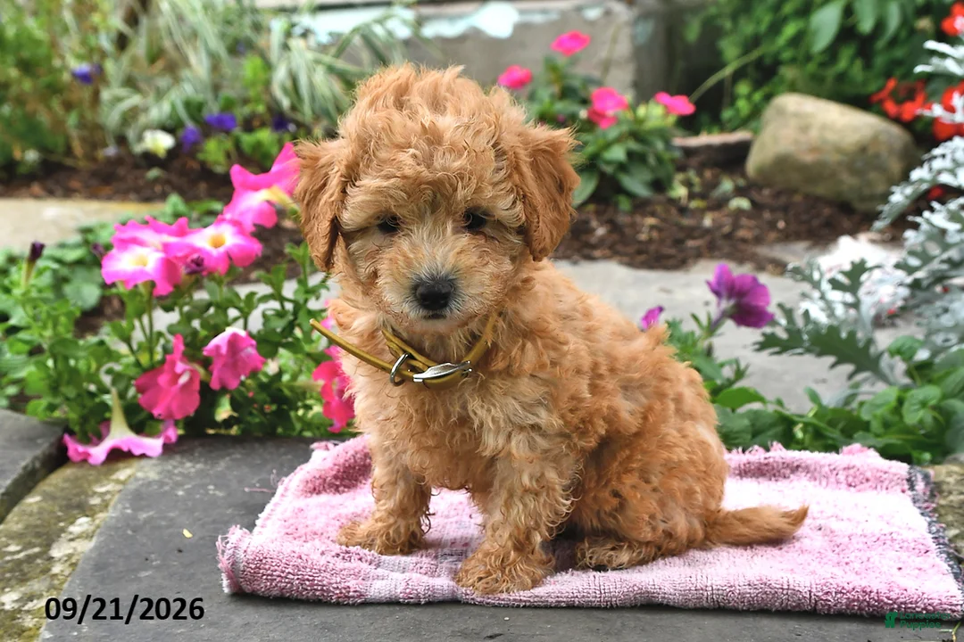 Bichpoo dogs for sale: Tiffany - Ad 2