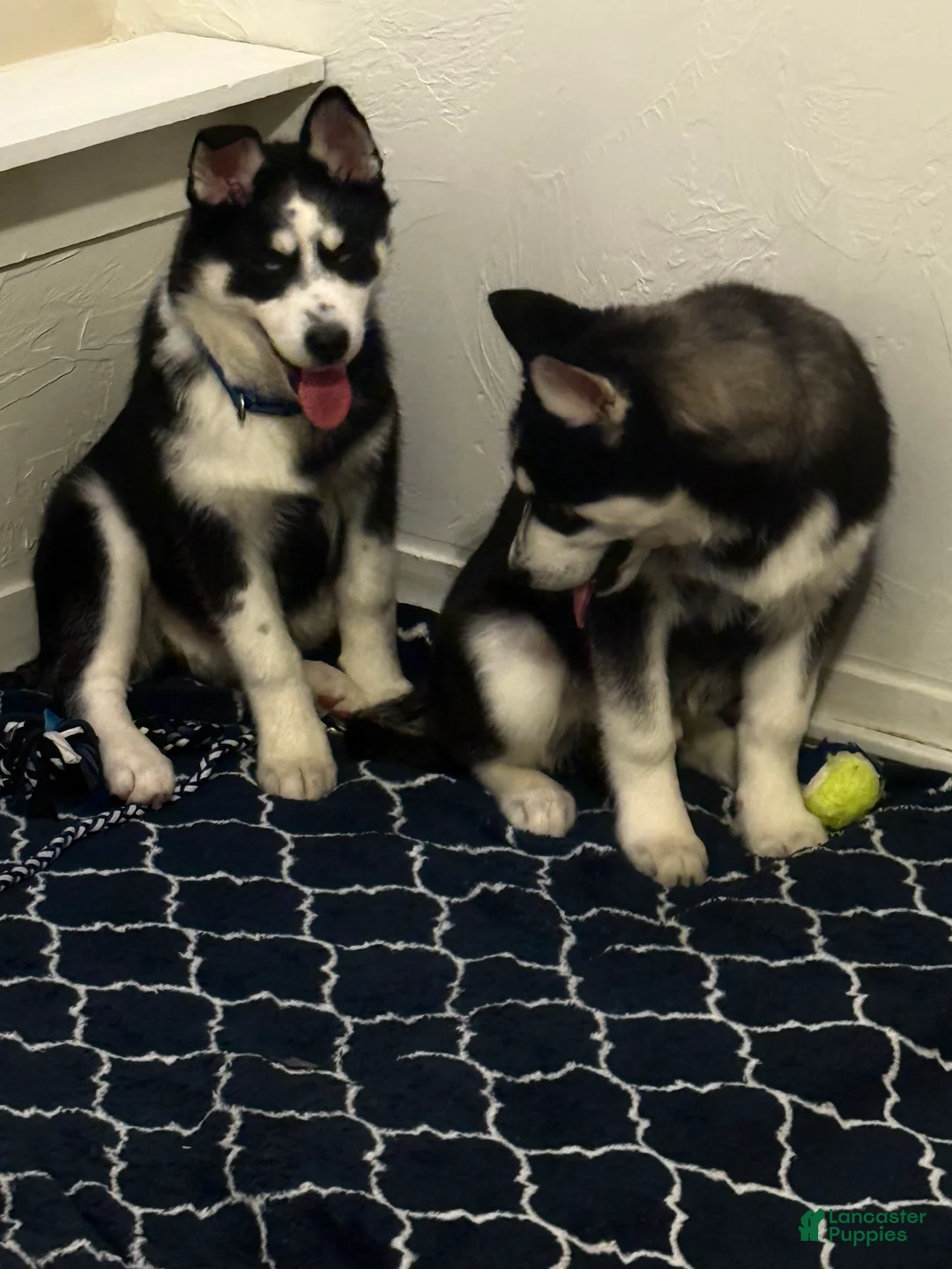 Gallery Image {{count}}