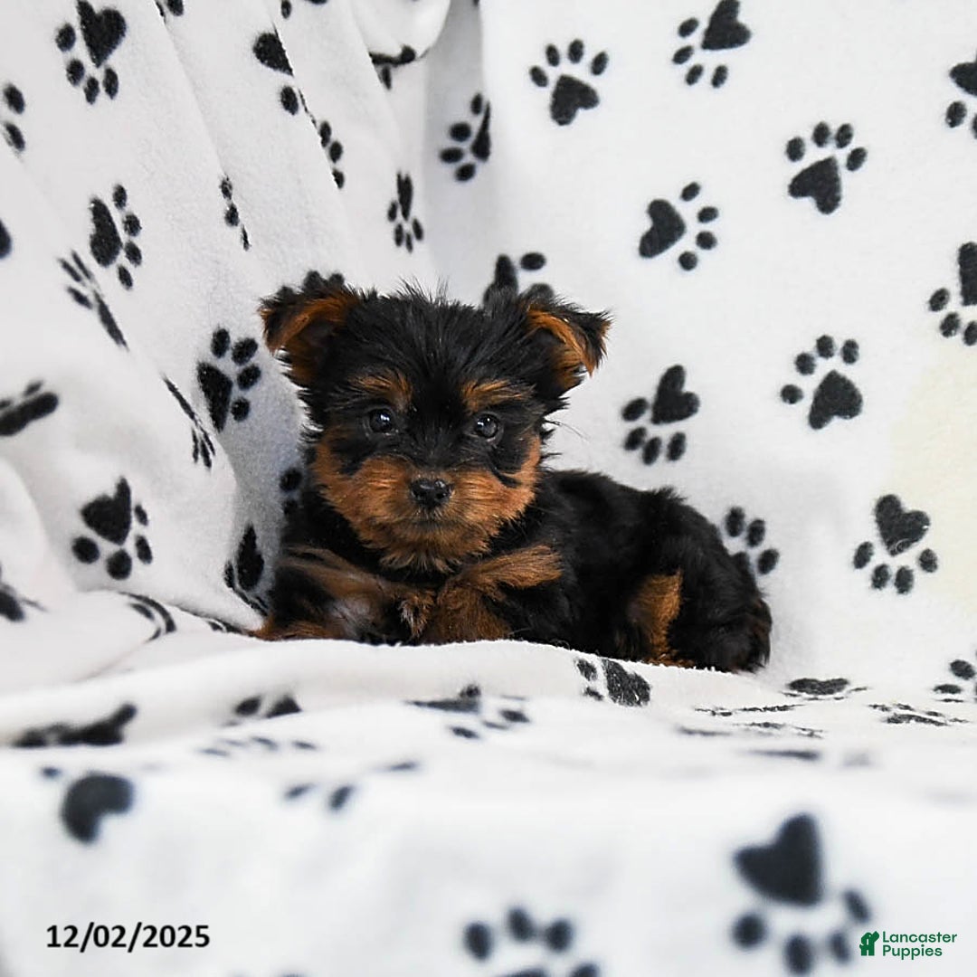 Yorkshire Terrier dogs for sale: Quest - Ad 2