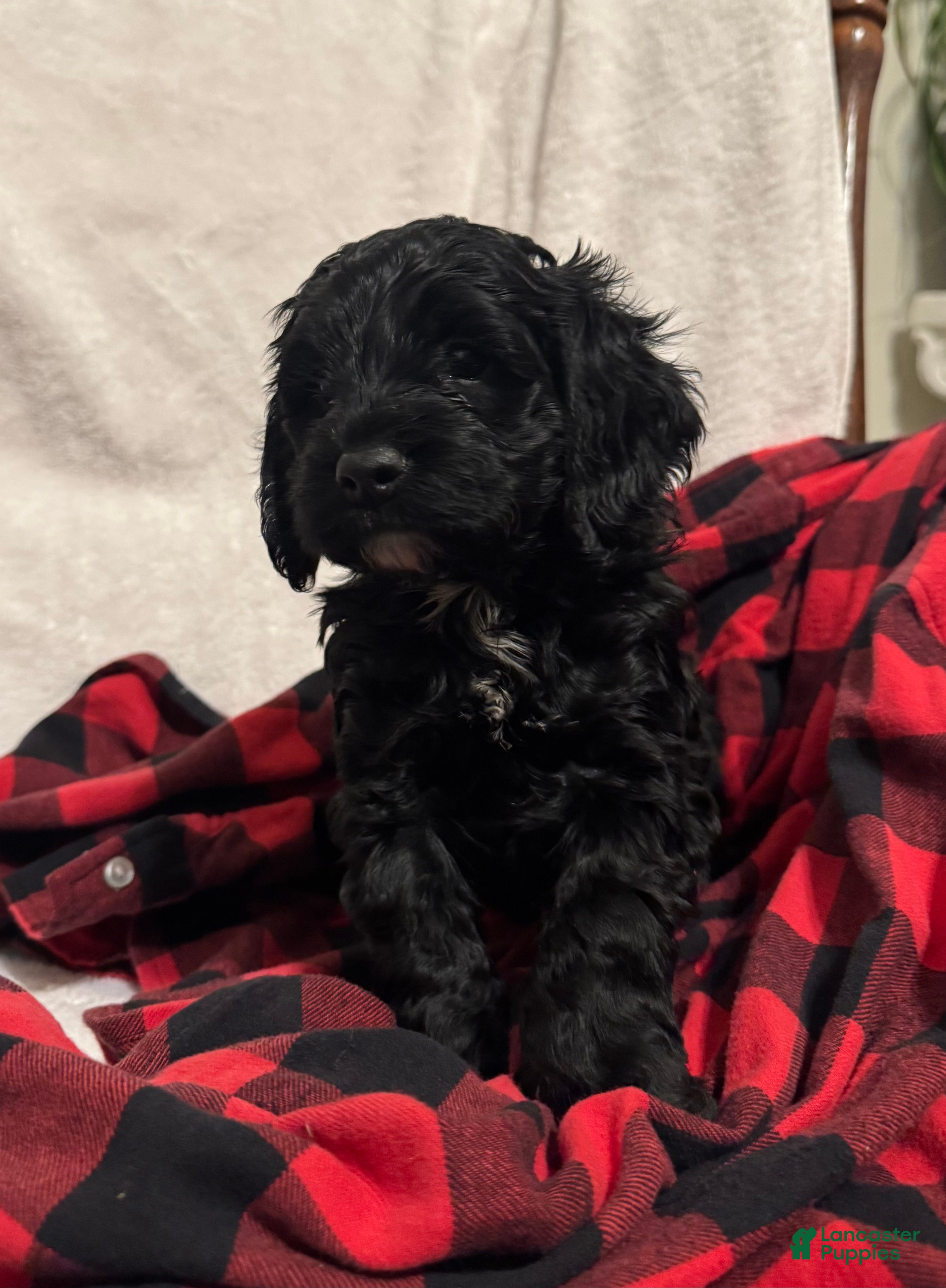 Cockapoo dogs Hunter - Ad 37