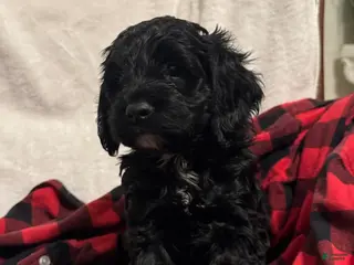 Cockapoo dogs Hunter - Ad 37