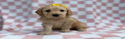 Goldendoodle dogs for sale: Betty - Ad 3