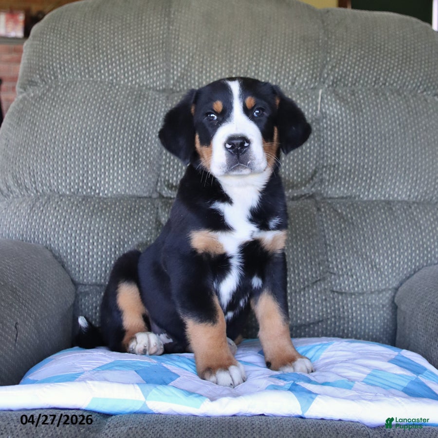 Greater Swiss Mountain Dog dogs Bear - Ad 1