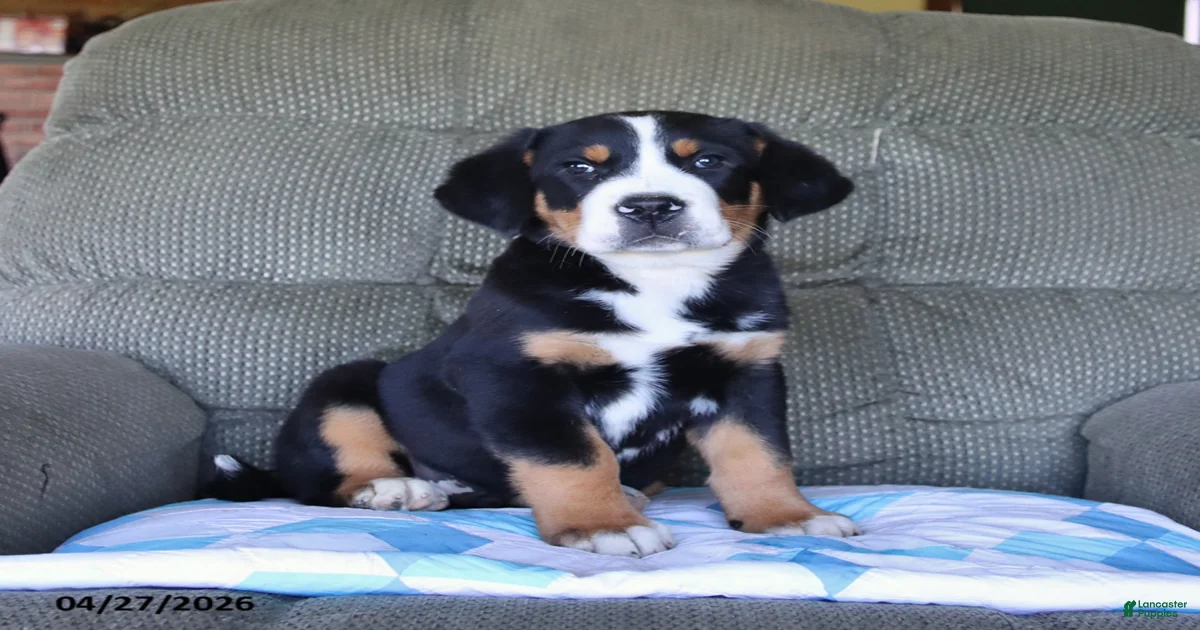 Bear Greater Swiss Mountain Dog for sale in Manheim | Lancaster
