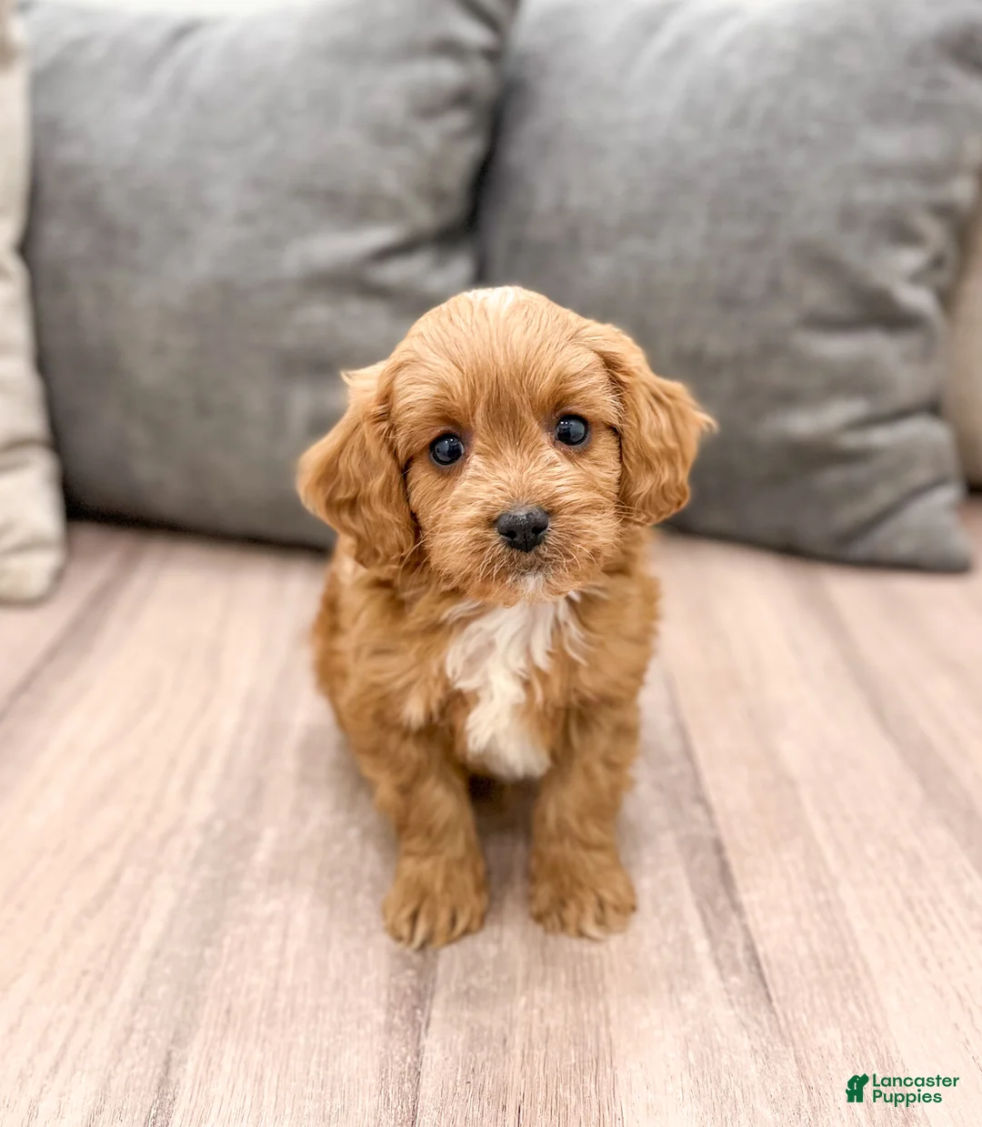 Cavapoo dogs for sale: Ranger - Ad 1