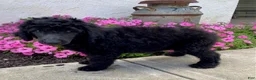 Standard Poodle dogs for sale: Teddy- genetic clear - Ad 4