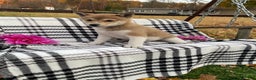 Shiba Inu dogs for sale: Spot - Ad 3