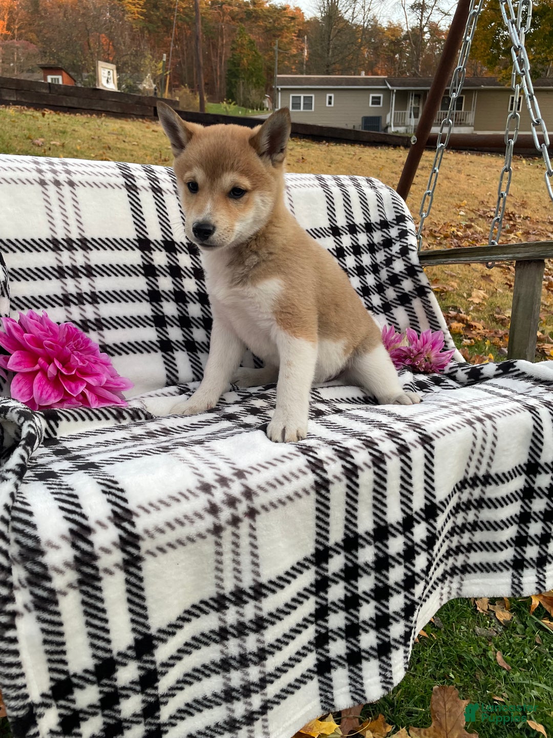 Shiba Inu dogs for sale: Spot - Ad 3