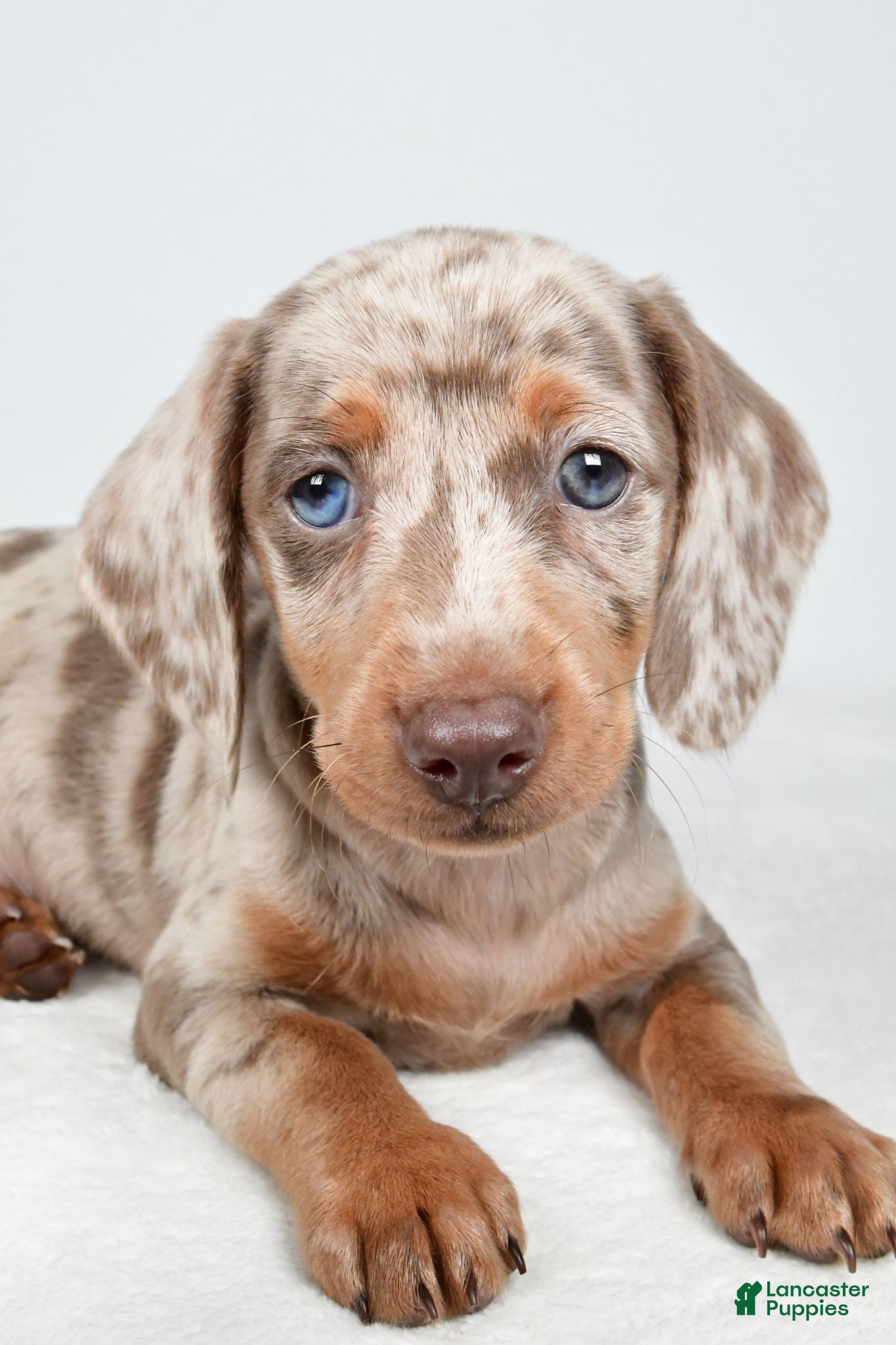 Miniature Dachshund dogs Gibson - Ad 2