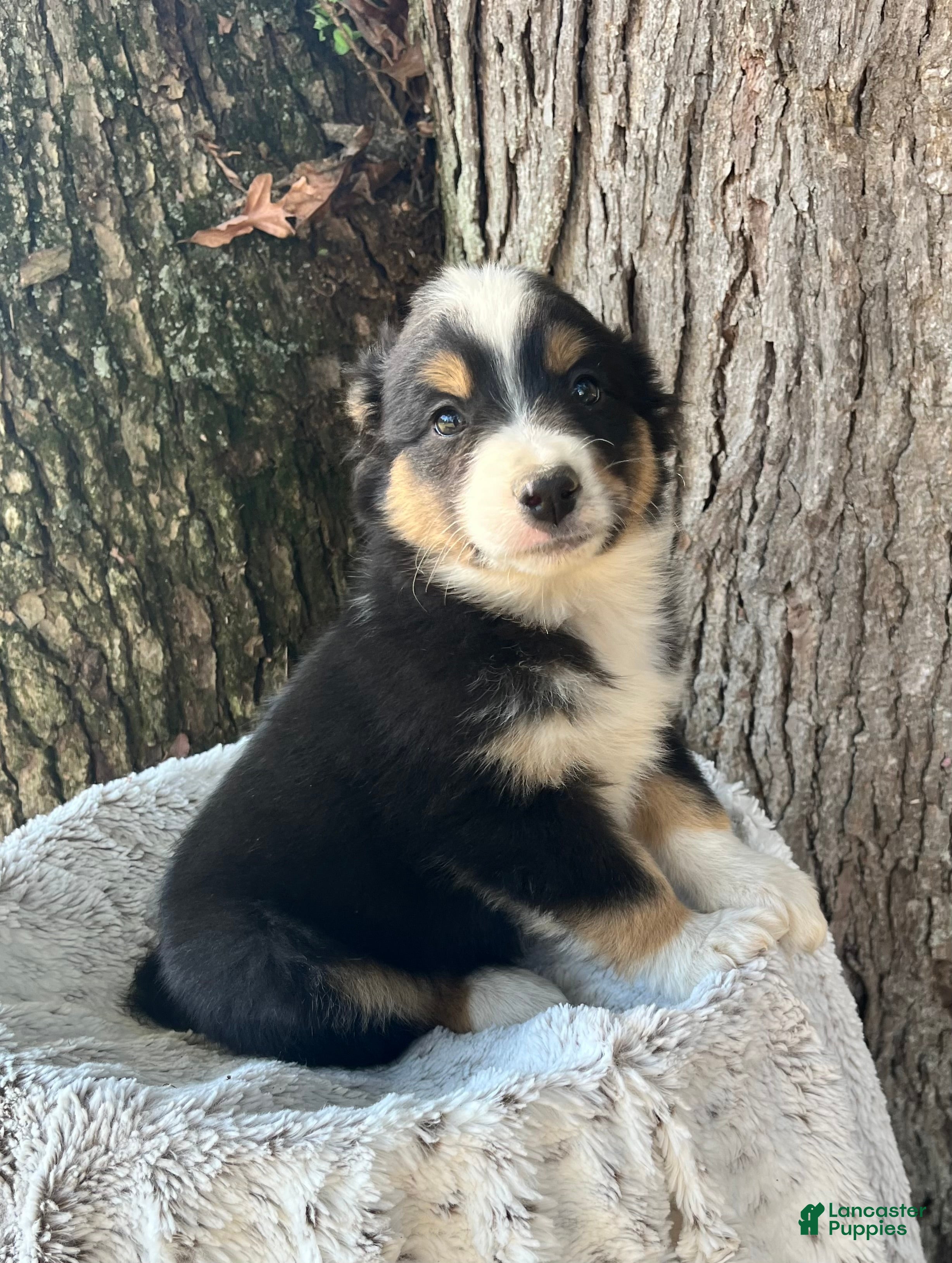 Miniature Australian Shepherd dogs for sale: Buddy - Ad 2