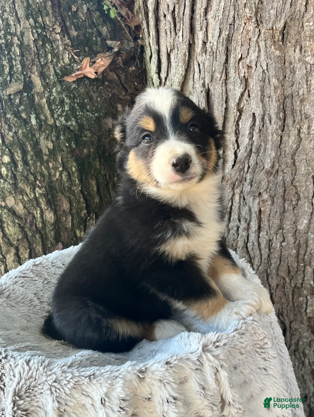 Miniature Australian Shepherd dogs for sale: Buddy - Ad 2