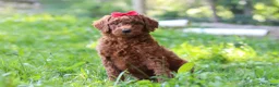 Standard Poodle dogs for sale: Bella AKC - Ad 3