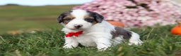 Mini Bernedoodle dogs for sale: Charlie - Ad 3