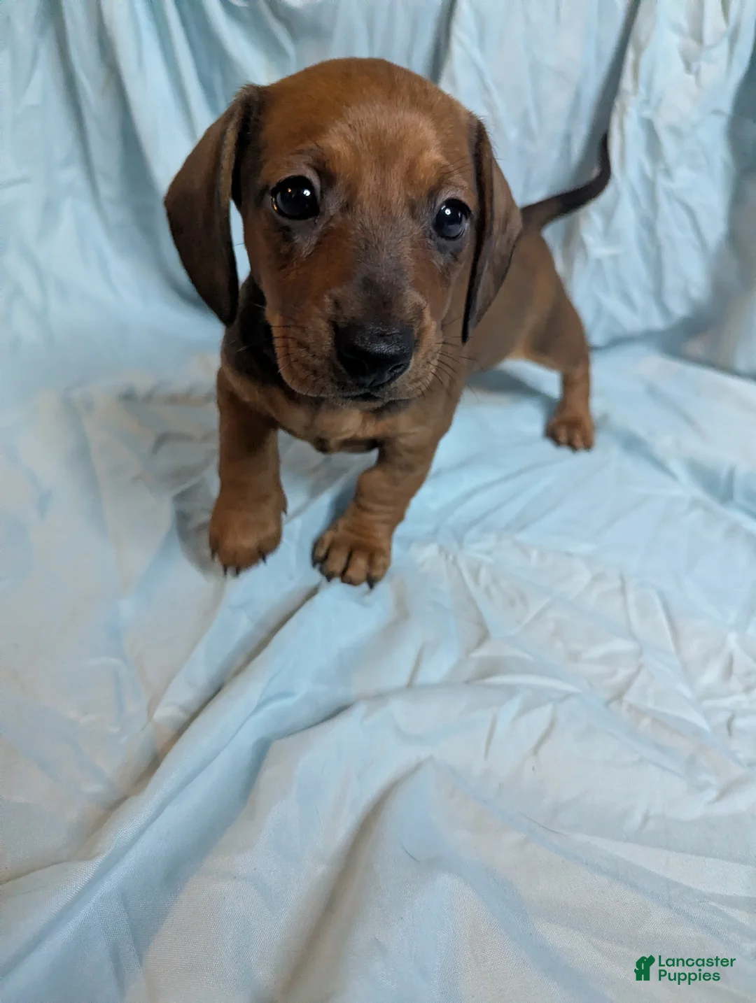 Miniature Dachshund dogs for sale: Almond - Ad 1