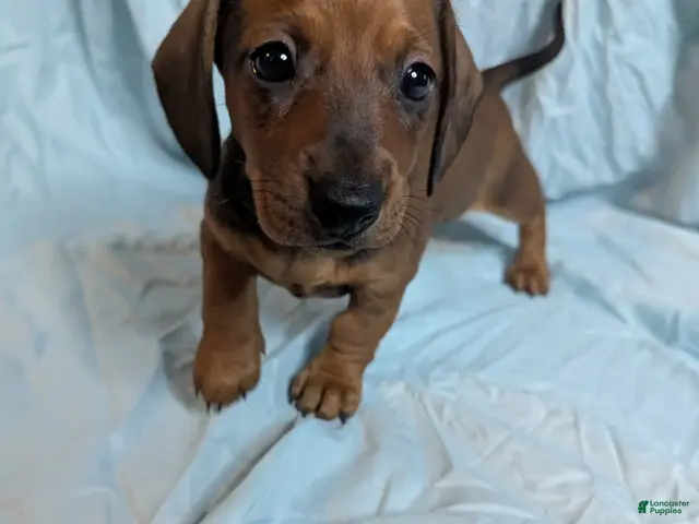 Miniature Dachshund dogs for sale: Almond - Ad 26