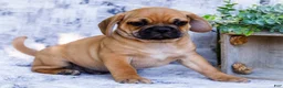 Puggle dogs for sale: Ranger - Ad 1