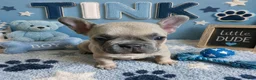 French Bulldog dogs for sale: Tink - Ad 1