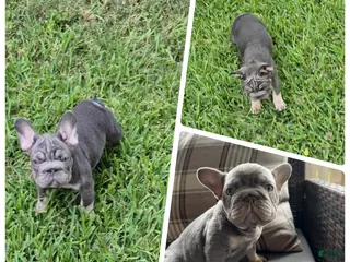 French Bulldog dogs for sale: Debow Big Rope Fluffy Carrier - Ad 2
