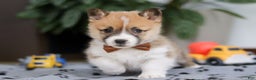 Welsh Corgi Pembroke dogs for sale: Ethan - Ad 3