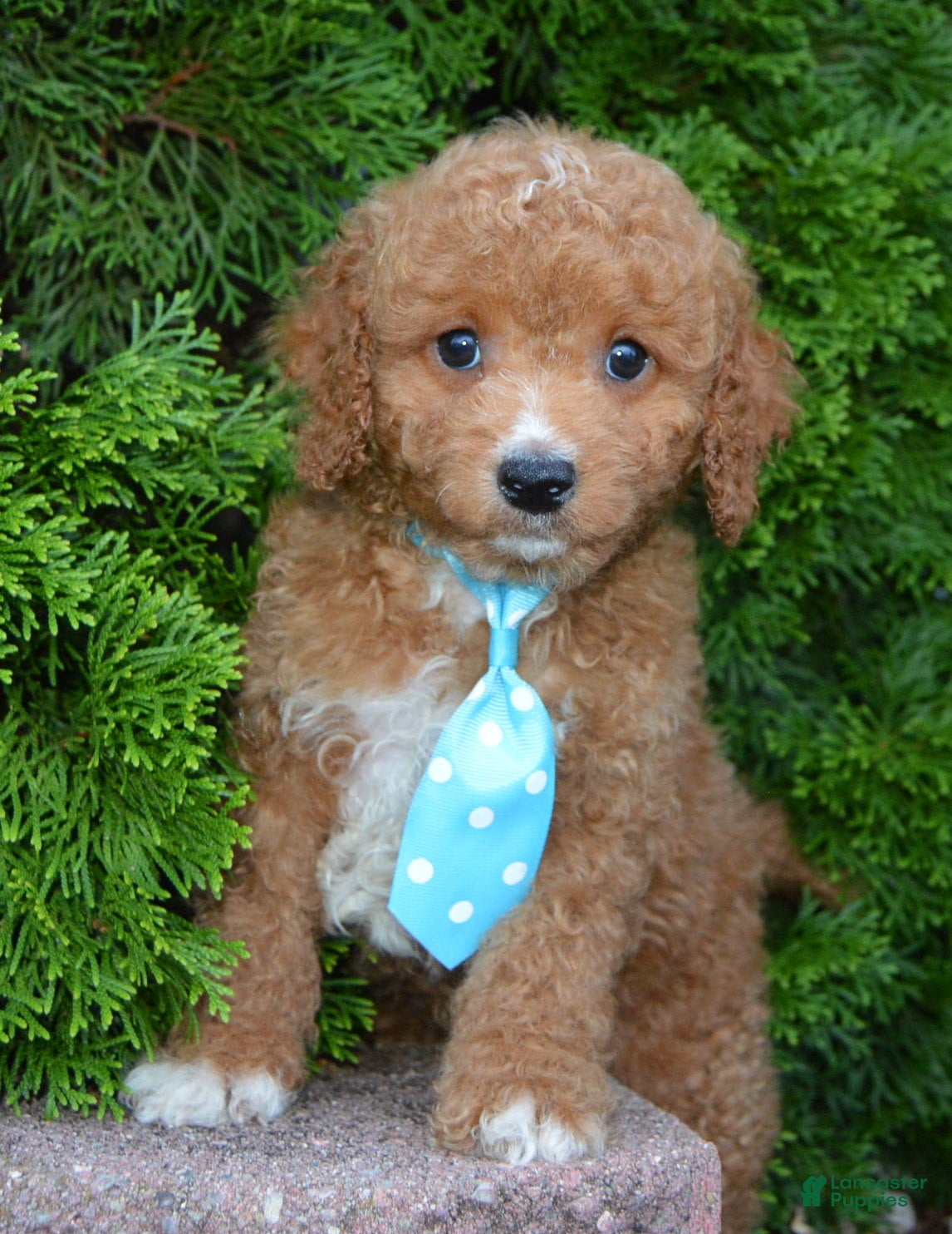 Cavapoo dogs Caesar - Ad 2