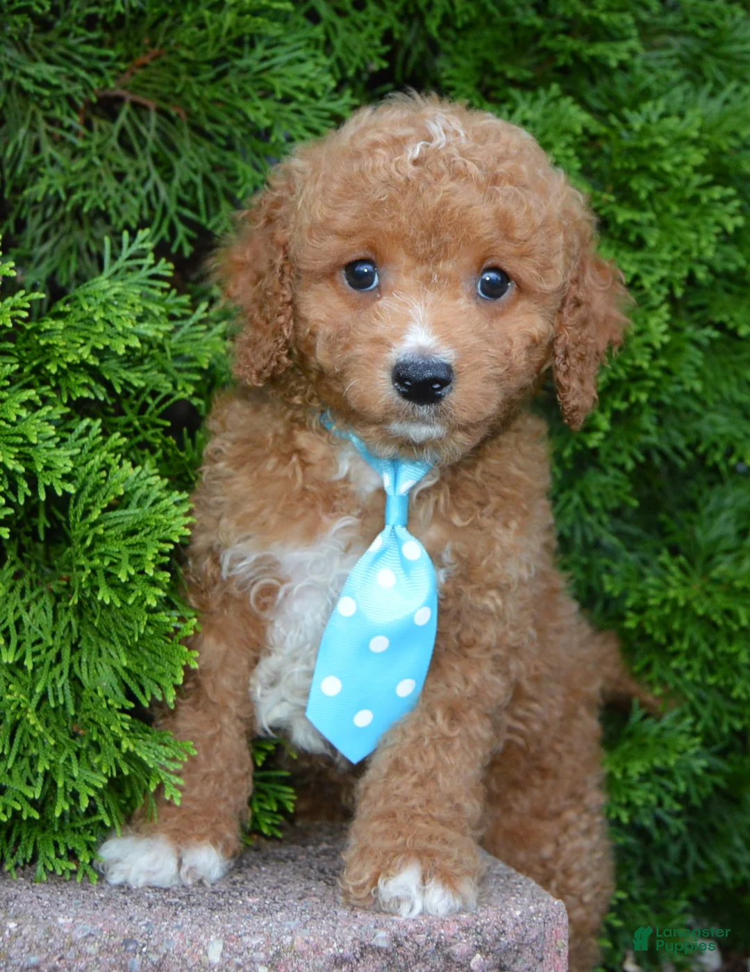 Cavapoo dogs for sale: Caesar - Ad 2