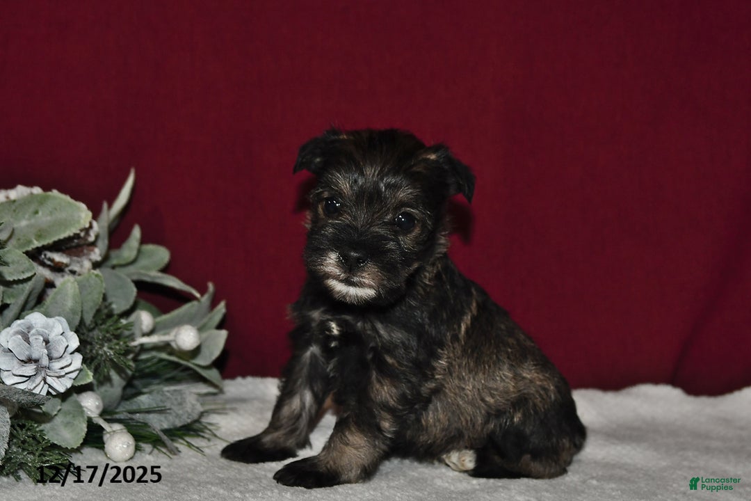 Miniature Schnauzer dogs for sale: Daisy - Ad 2